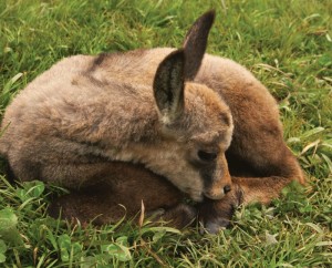 Wildlife Observation